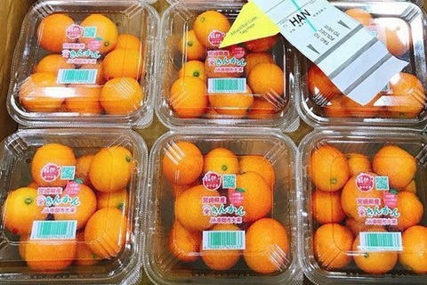 Quất Nhật 2 triệu đồng/kg: Dân Việt mua làm mứt Tết đãi khách