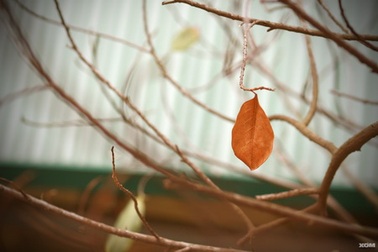 Bây giờ là cuối thu!