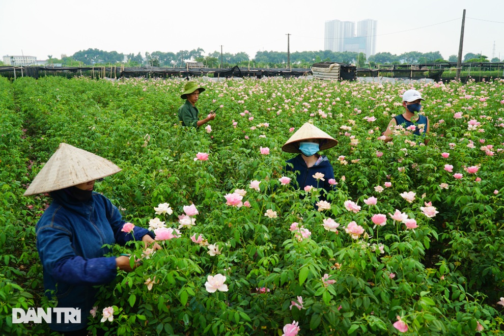 Hàng trăm hecta trồng hoa bị cắt bỏ do không thể tiêu thụ ở Hà Nội vì dịch - 3 Hàng trăm hecta trồng hoa bị cắt bỏ do không thể tiêu thụ ở Hà Nội vì dịch - 3