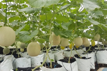 Vườn dưa lưới toàn trái "khủng" của nữ nhân viên văn phòng ở Kiên Giang