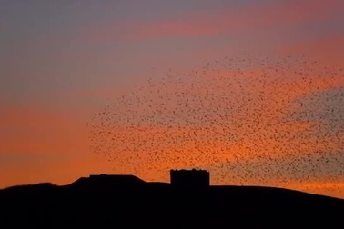 Đàn chim sáo tạo thành hình trái tim trên bầu trời