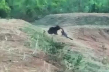 Liều mình selfie với con gấu đang bị thương, người đàn ông tức tưởi thiệt mạng