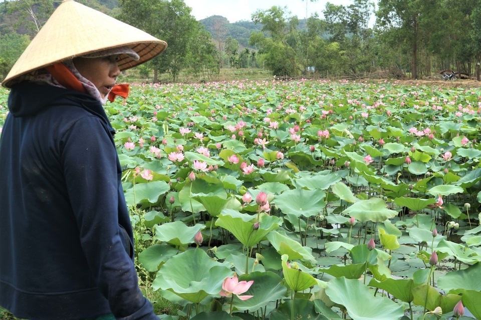 Cả làng trồng sen, chỉ bán hạt cũng lãi gấp đôi so với trồng lúa - 4 Cả làng trồng sen, chỉ bán hạt cũng lãi gấp đôi so với trồng lúa - 4