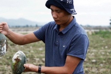 Dưa thối đầy đồng, người trồng mất tết