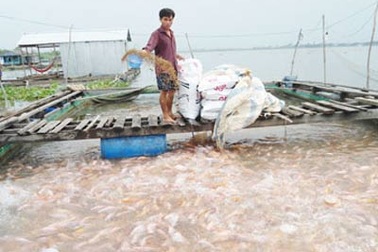 TPHCM: Phát hiện cá nhiễm chất cấm