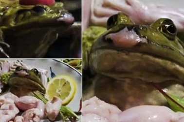 Kinh hãi với món ếch sống tại một nhà hàng ở Nhật