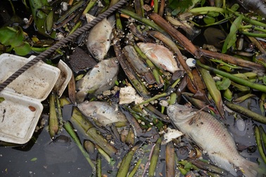 Cá chết hàng loạt trên kênh Nhiêu Lộc - Thị Nghè sau đợt mưa lớn