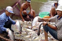 Cá tra trong “danh sách đỏ” - cần hiểu đúng bản chất