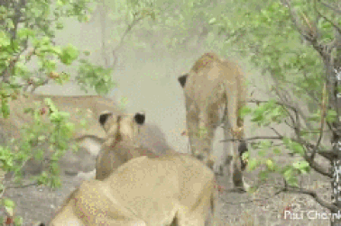 Trâu mẹ liều mình đuổi đàn sư tử sau khi nghé con bị giết chết