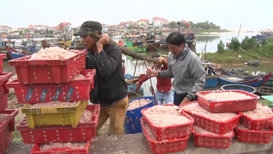 Trúng mẻ ruốc biển, ngư dân kiếm cả chục triệu đồng mỗi ngày - 1 Trúng mẻ ruốc biển, ngư dân kiếm cả chục triệu đồng mỗi ngày - 1
