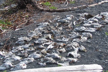 Hiện tượng chim chết hàng loạt một cách bí ẩn giải thích thảm họa sắp xảy ra