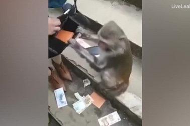 Clip hài hước về chú khỉ lục lọi “giỏi không tưởng”