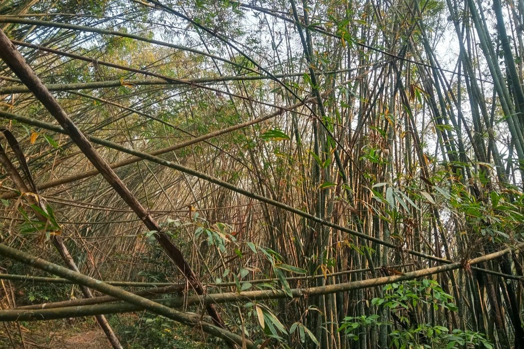 Cây lùng chết hàng loạt, nguy cơ cháy rừng khu vực biên giới ở Nghệ An - 2 Cây lùng chết hàng loạt, nguy cơ cháy rừng khu vực biên giới ở Nghệ An - 2