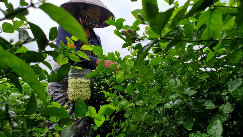 Thu hàng chục triệu đồng/vụ từ thứ hoa chẳng thơm cũng thể... - 7 Thu hàng chục triệu đồng/vụ từ thứ hoa chẳng thơm cũng thể... - 7