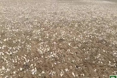 Xác định nguyên nhân ban đầu khiến ngao chết hàng loạt tại Thanh Hóa