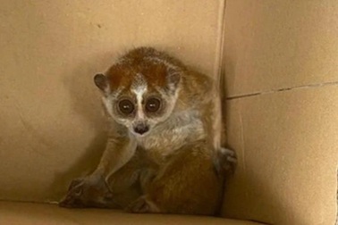 Loài thú bé có đôi mắt to vào nhà trú bão, chủ nhân giao cho công an