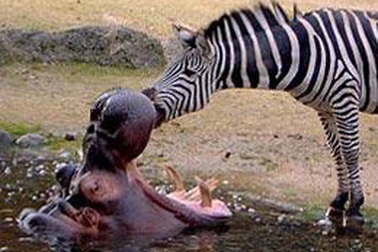 Ngựa vằn... rửa răng cho hà mã