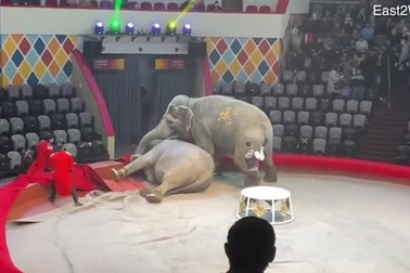 Hai con voi cái của Rạp xiếc Thành phố Kazan đang biểu diễn thì đánh nhau