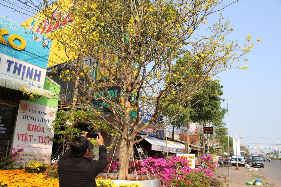 Cận cảnh “cụ” mai hơn 100 tuổi giá 2,4 tỷ đồng - 8 Cận cảnh “cụ” mai hơn 100 tuổi giá 2,4 tỷ đồng - 8