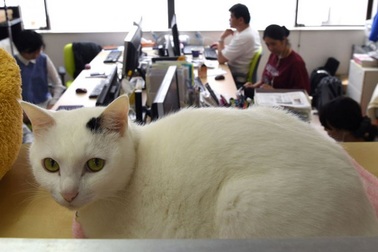 Đưa mèo đi làm - Giải pháp mới xả stress ở công sở Nhật Bản
