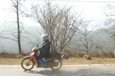 Đào rừng Sa Pa ùn ùn xuống phố