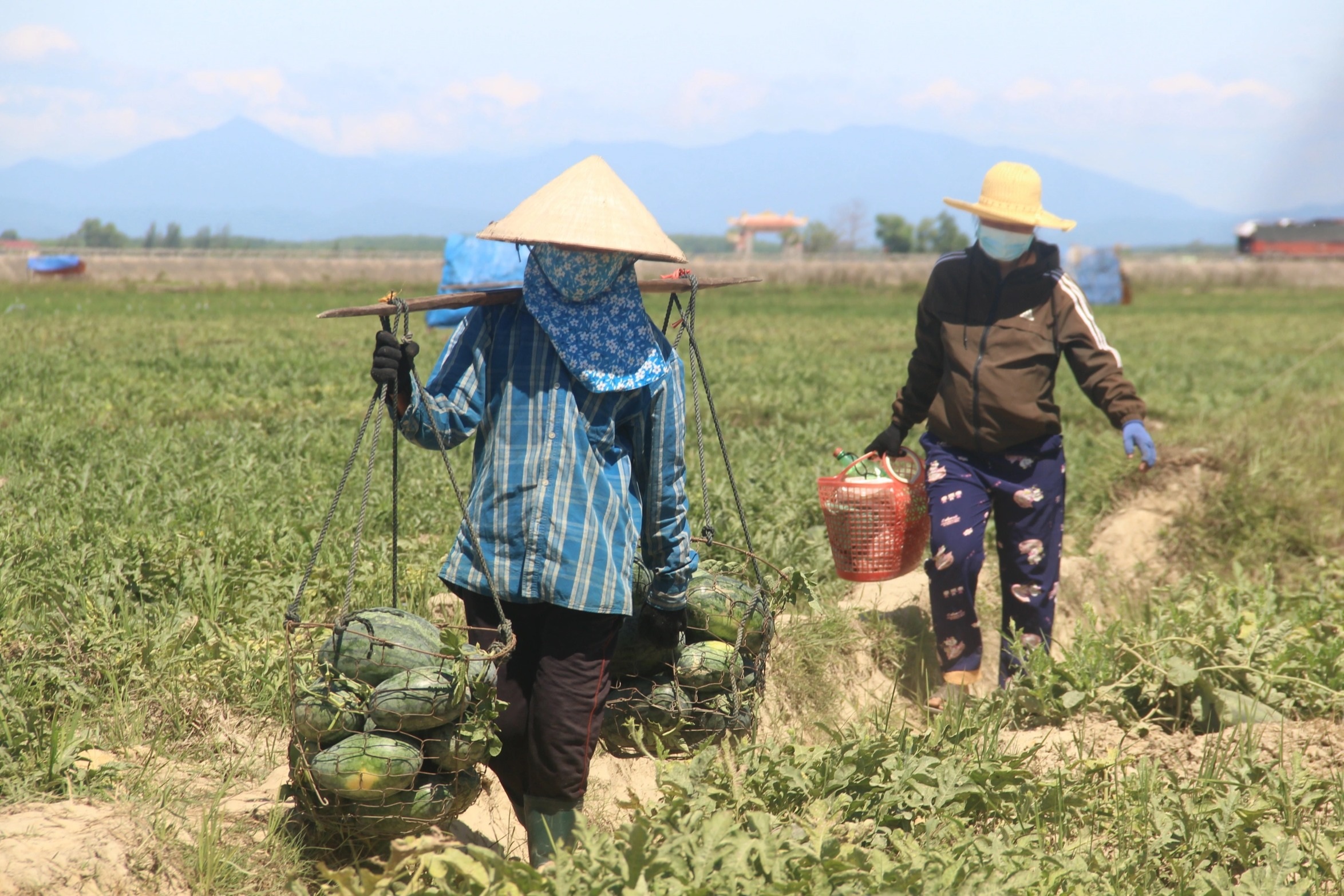 Thu nhập cao hơn cây lúa nhờ trồng dưa trái vụ - 6 Thu nhập cao hơn cây lúa nhờ trồng dưa trái vụ - 6
