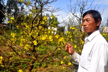 Quảng Nam: “Hốt bạc” từ dịch vụ cho thuê mai chơi Tết