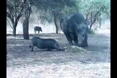 Liều lĩnh giành thức ăn của tê giác, lợn rừng nhận cái kết nhớ đời