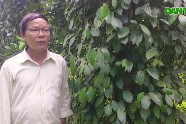 Mô hình trồng "vàng đen" trên đất sỏi của lão nông Quảng Nam