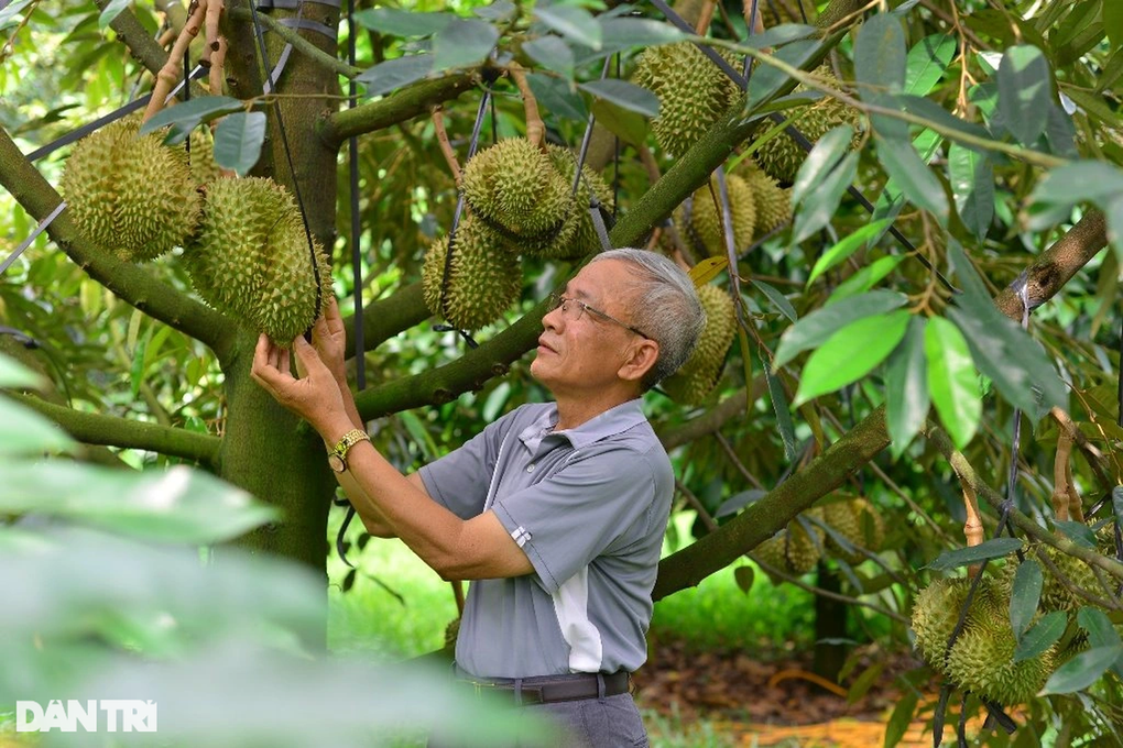 Bộ Nông nghiệp và Môi trường báo tin vui đến người trồng sầu riêng - 1 Bộ Nông nghiệp và Môi trường báo tin vui đến người trồng sầu riêng - 1