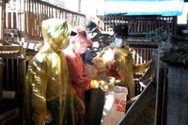 Đà Nẵng: Gia cầm chết bất thường 