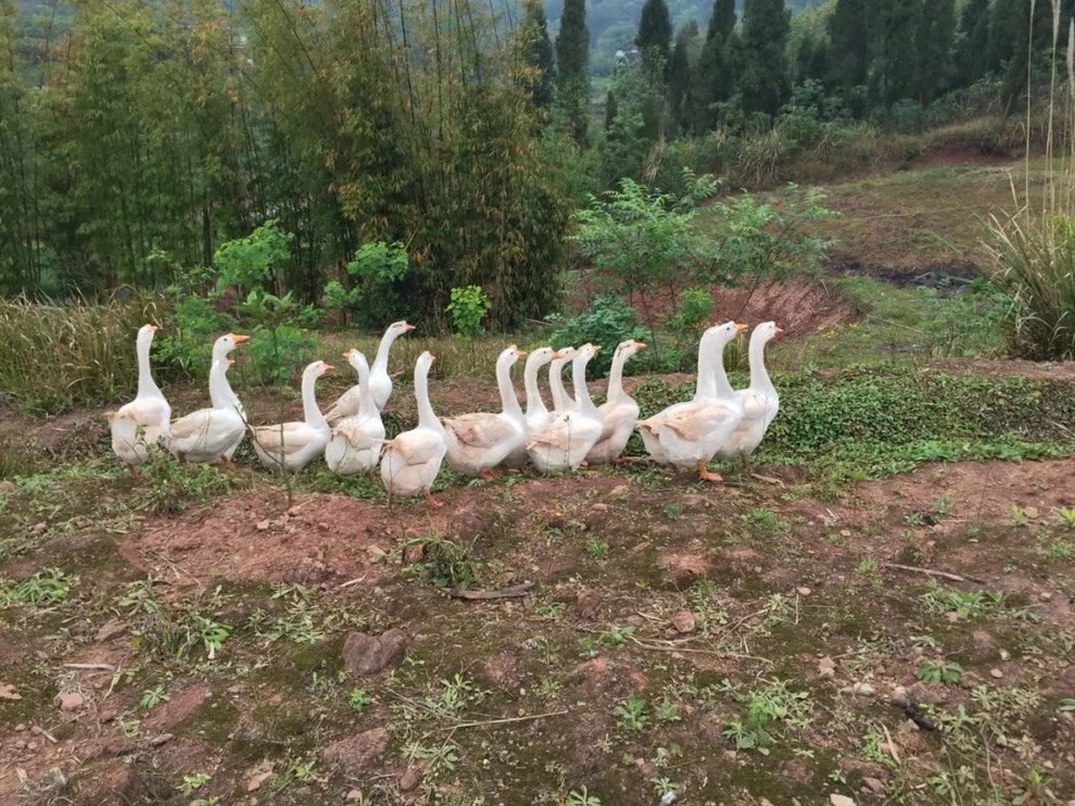 Giám đốc thành đạt, bỏ việc lương cao, về quê làm nông tri ân dân làng - 4 Giám đốc thành đạt, bỏ việc lương cao, về quê làm nông tri ân dân làng - 4