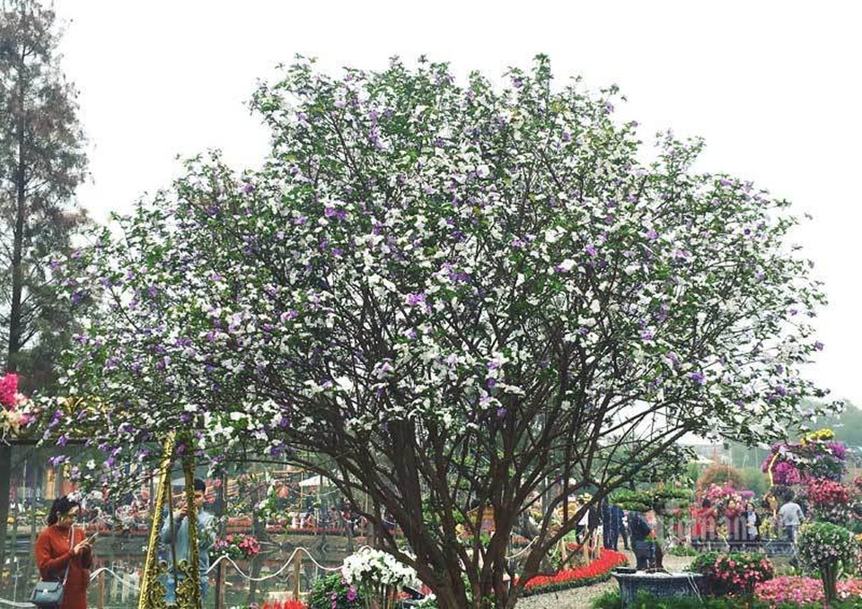 Cây nhài cổ thụ hoa biến đổi màu, đại gia xếp hàng rước về chơi Tết - 1 Cây nhài cổ thụ hoa biến đổi màu, đại gia xếp hàng rước về chơi Tết - 1