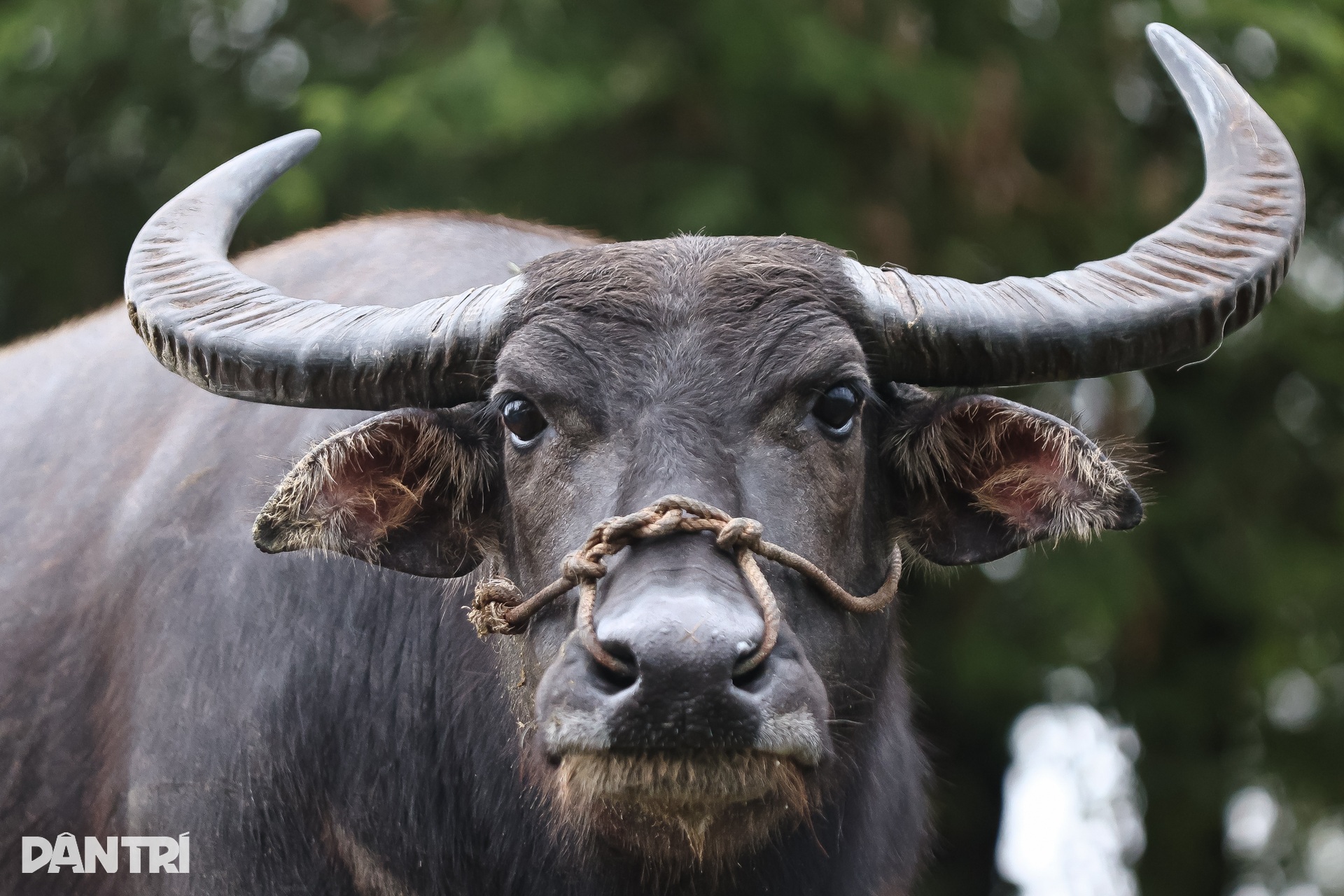 Chú trâu mắc kẹt 6 ngày trên mái nhà ở rốn lũ Hòa Thịnh được giải cứu - 9