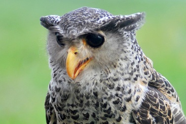 Thú chơi chim ưng, đại bàng quyền uy ở Hà Nội