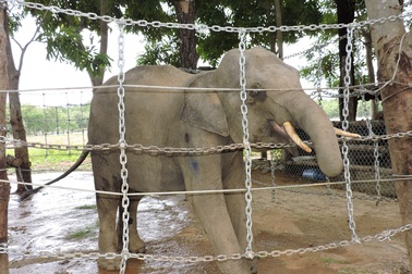 Hàng rào điện giúp voi có cuộc sống như tự nhiên