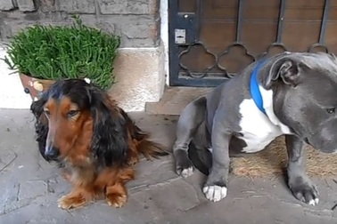 Video chó hối lỗi đáng yêu khi bị chủ "hỏi tội" gây sốt trên mạng