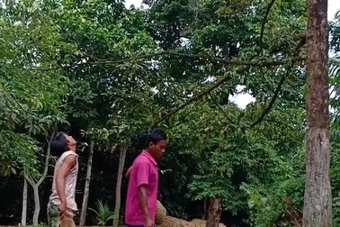 Màn hứng sầu riêng hết sức “điêu luyện”