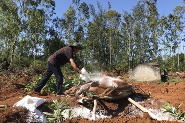 Hàng trăm con bò ngã bệnh, cả xã mất Tết