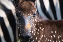 Những bức ảnh kỳ thú về chú ngựa vằn "chấm bi" hiếm gặp