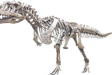 Loài khủng long 70 triệu tuổi kì lạ thay răng nhanh như cá mập