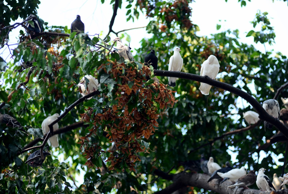 Ngắm hoa chò rơi.jpg Ngắm hoa chò rơi.jpg