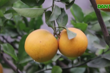 Đặc sản cam tiến vua 80.000 đồng/quả chỉ bán vào dịp Tết