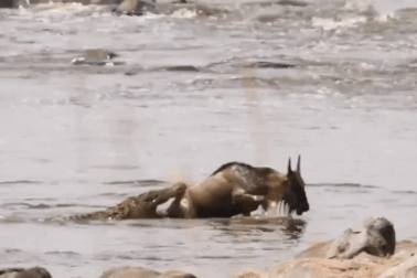 Linh dương đầu bò "đọ" sức kéo với cá sấu và cái kết bất ngờ