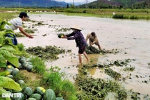Mưa lũ bất thường nhấn chìm nhiều ruộng dưa hấu, nông dân trắng tay
