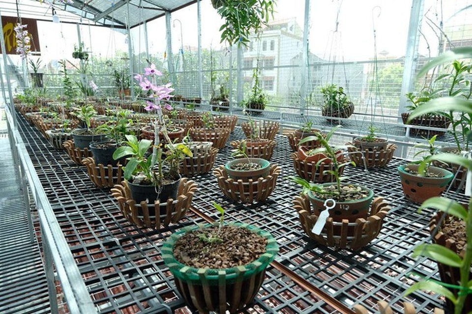 Ngắm vườn lan đột biến, giá trị gần 10 tỷ đồng tại Mê Linh - 4 Ngắm vườn lan đột biến, giá trị gần 10 tỷ đồng tại Mê Linh - 4