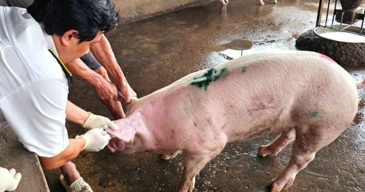Kiểm tra lò giết mổ heo nơi cung cấp thịt cho các cửa hàng C.P. ở Sóc Trăng