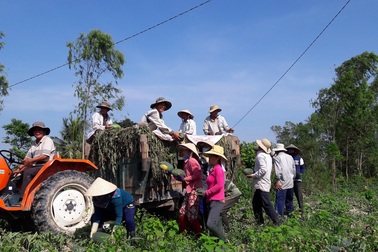 Giá dưa hấu đạt tới 7.000 đồng, nông dân sợ lặp lại câu chuyện "giải cứu"