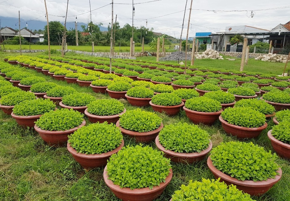 Người làm nghề trồng hoa cúc hối hả xuống giống cho vụ Tết - 1 Người làm nghề trồng hoa cúc hối hả xuống giống cho vụ Tết - 1
