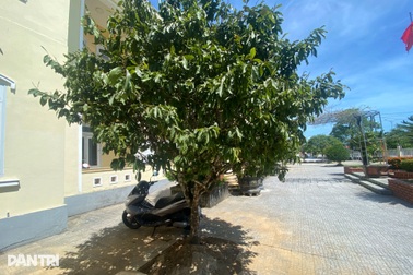 Đào loạt gốc mai trước ngày bàn giao trụ sở vì lo... không người chăm sóc